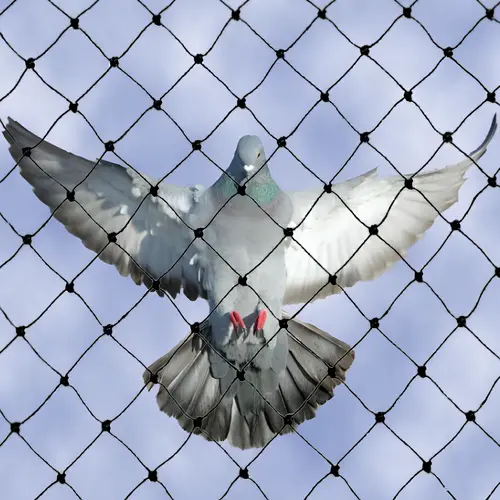 Expert Netting Top Quality Bird Control Nets in Kakinada, Rajahmundry, Vijayawada, Guntur, Vizag, Visakhapatnam, Kadapa, Kurnool, Anantapur, Tirupati, Ongole, Bhimavaram