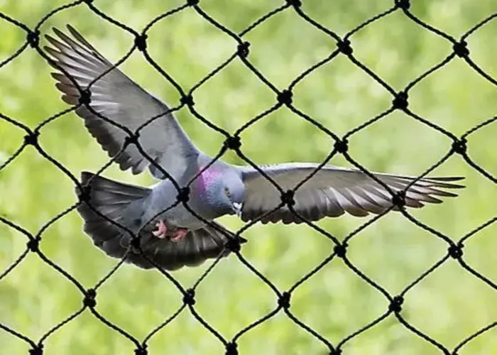 Expert Netting Offers Bird Netting Services in Tirupati, Ongole and Throughout Andhra Pradesh