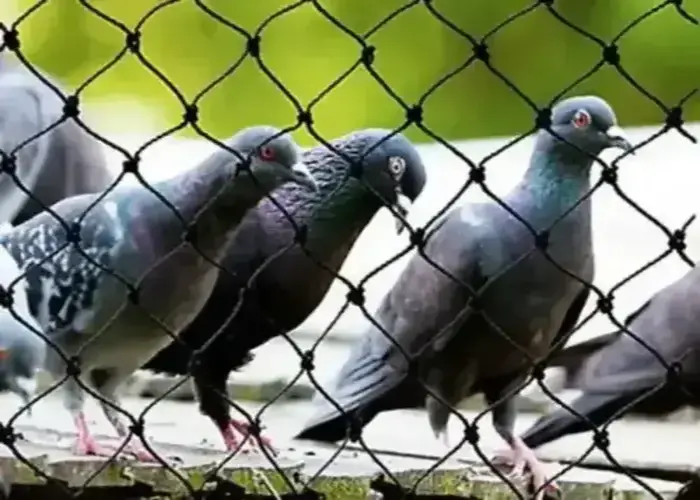 Expert Netting Offers Pigeon Netting Services in Ongole, Tirupati and Throughout Andhra Pradesh