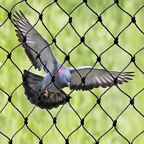 Expert Netting Offers Quality Bird Netting Services in Tirupati, Ongole and Throughout Andhra Pradesh