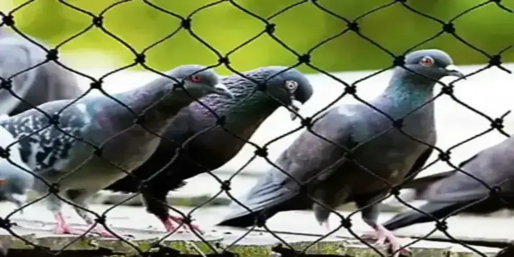 Expert Netting Premium Bird Netting Services in Tirupati, Ongole and Throughout Andhra Pradesh